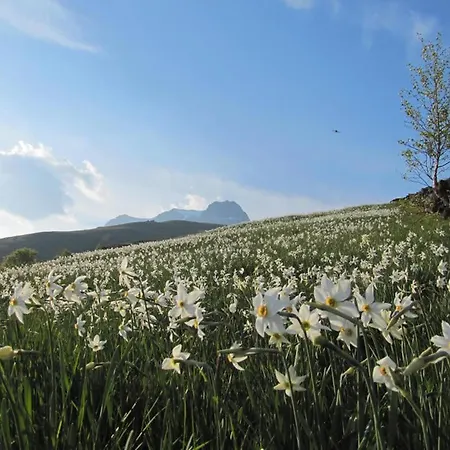 Oda ve Kahvaltı Tavallini