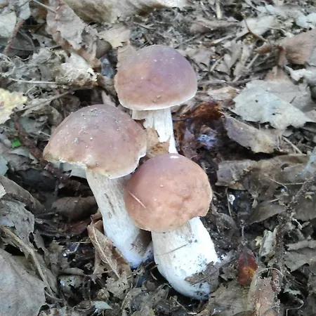 Tavallini Отель типа 